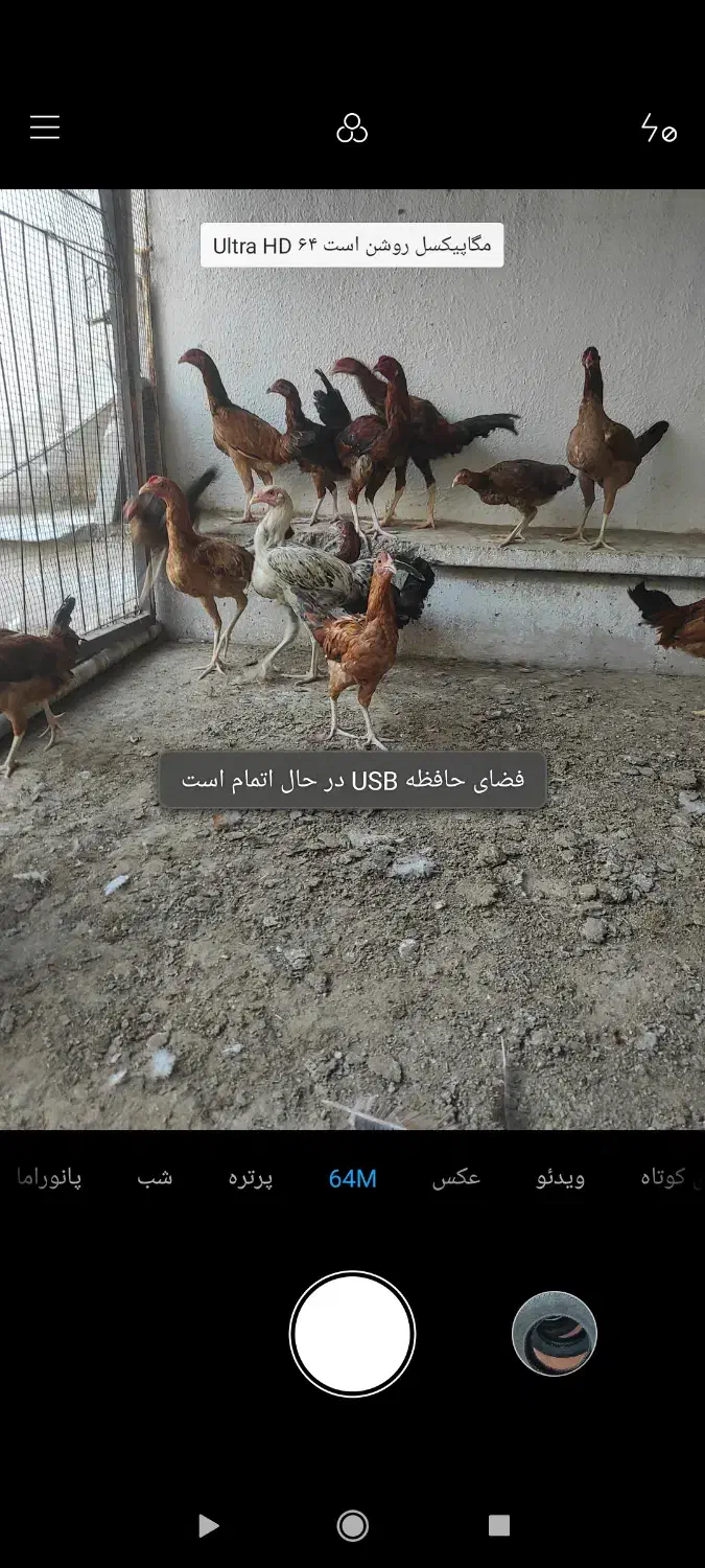 ۲۷ مرغ خروس نیمچه جوجه لاری|حیوانات مزرعه|بندرعباس, |دیوار