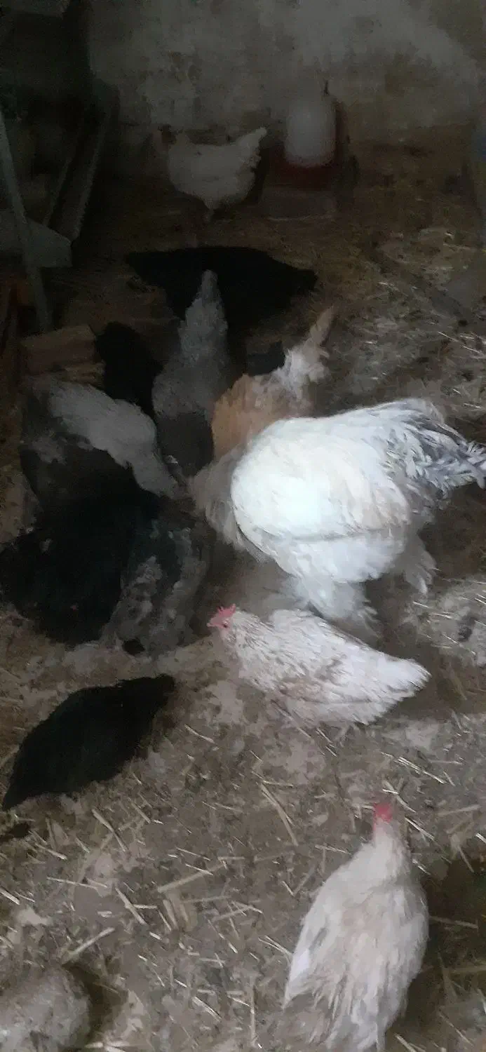 تخم مرغ|حیوانات مزرعه|قم, تعویض پلاک|دیوار