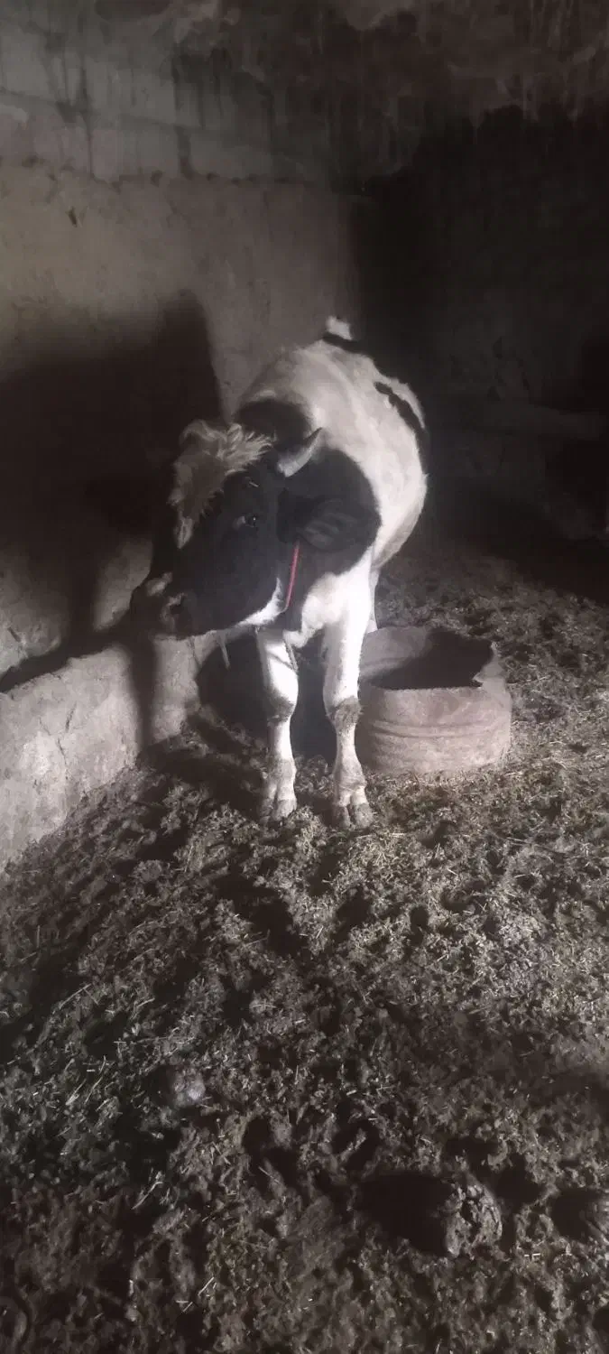 گاونر|حیوانات مزرعه|آبش احمد, |دیوار