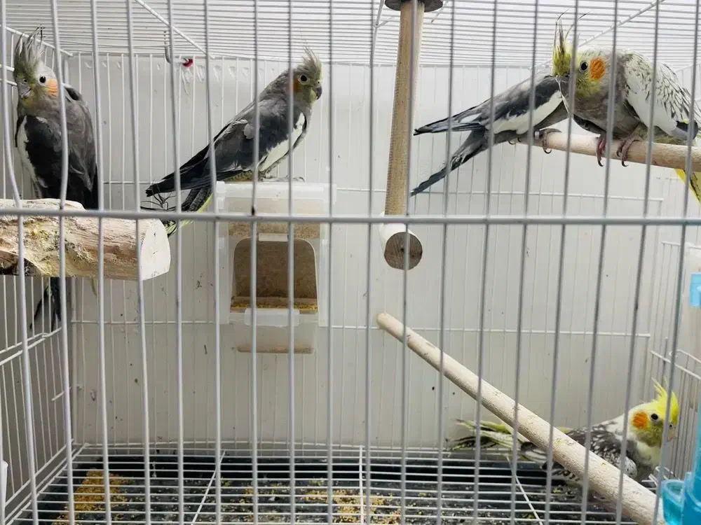 عروس هلندی|پرنده|سبزوار, شهرک ابوذر|دیوار