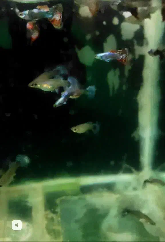 ماهی زینتی|ماهی|محمدشهر, محمدشهر|دیوار