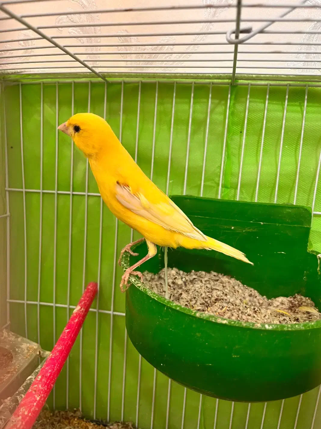 قناری|پرنده|مشهد, شاهد (شهرک غرب)|دیوار