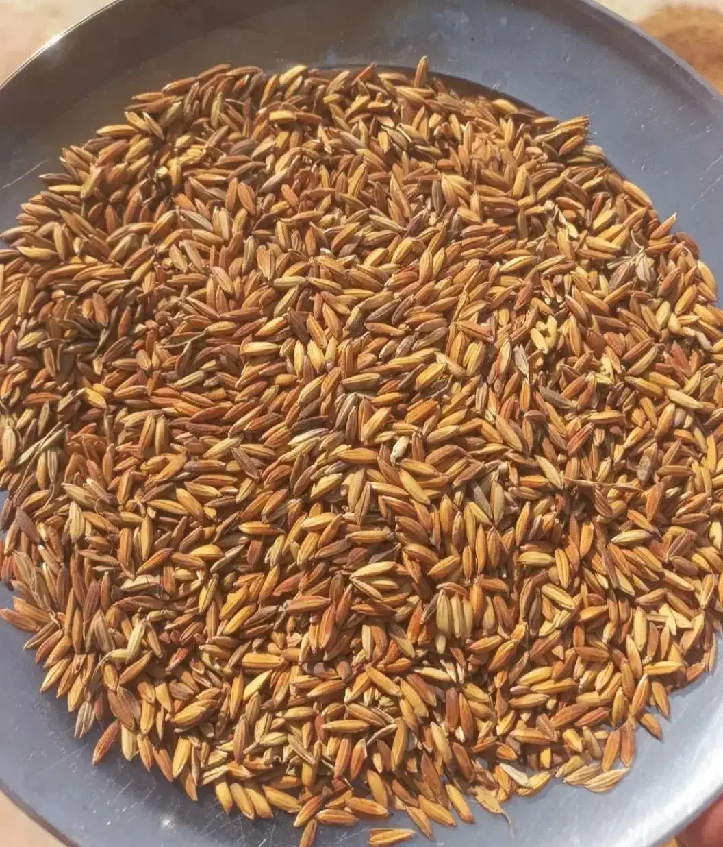 نیمدانه وبرنج وچلتوک|خدمات باغبانی و درختکاری|دزفول, |دیوار