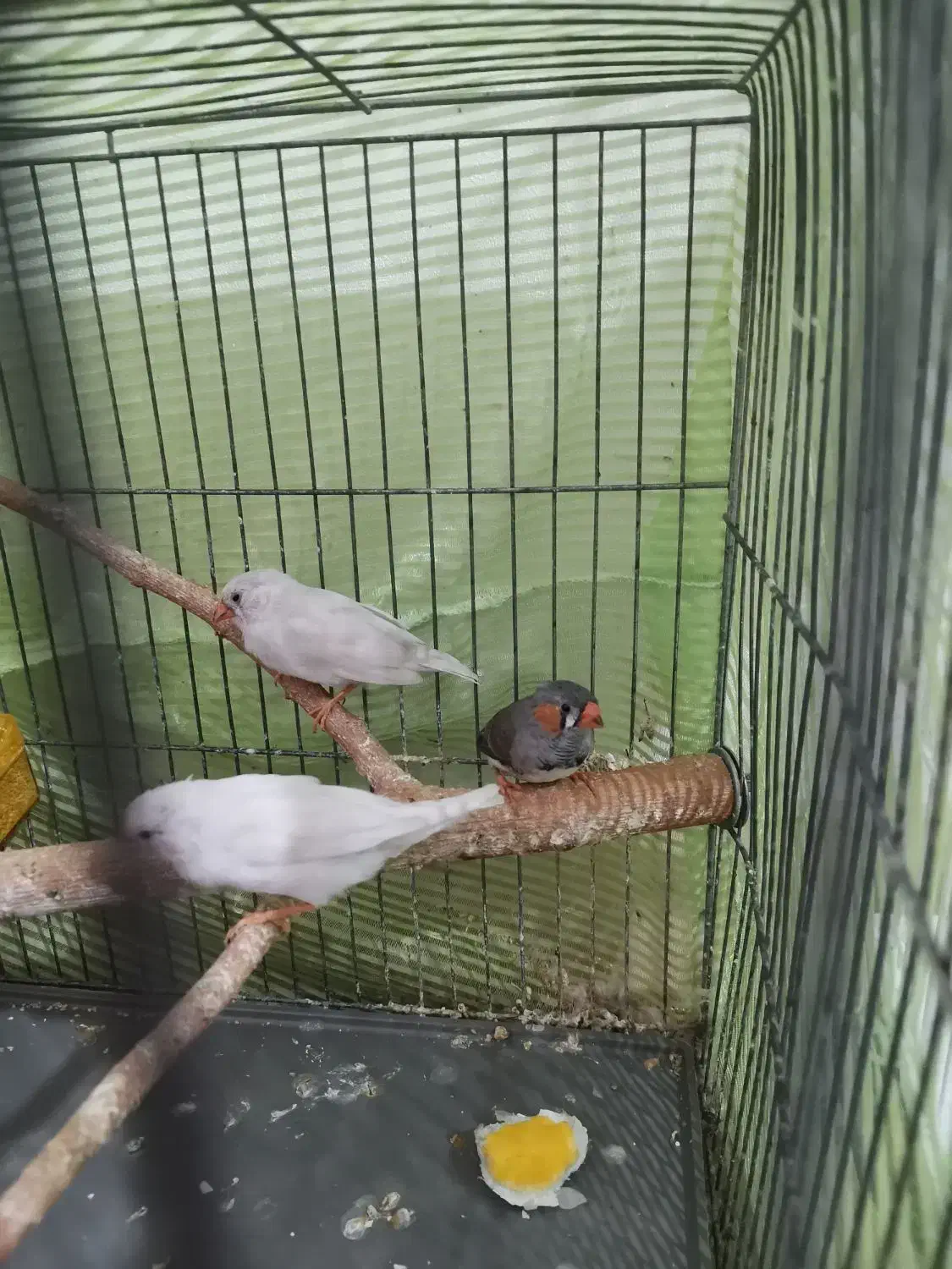 فنچ|پرنده|تهران, شکوفه|دیوار