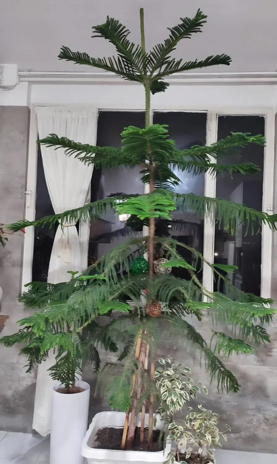 کاج خانگی|گل و گیاه طبیعی|محمدشهر, محمدشهر|دیوار