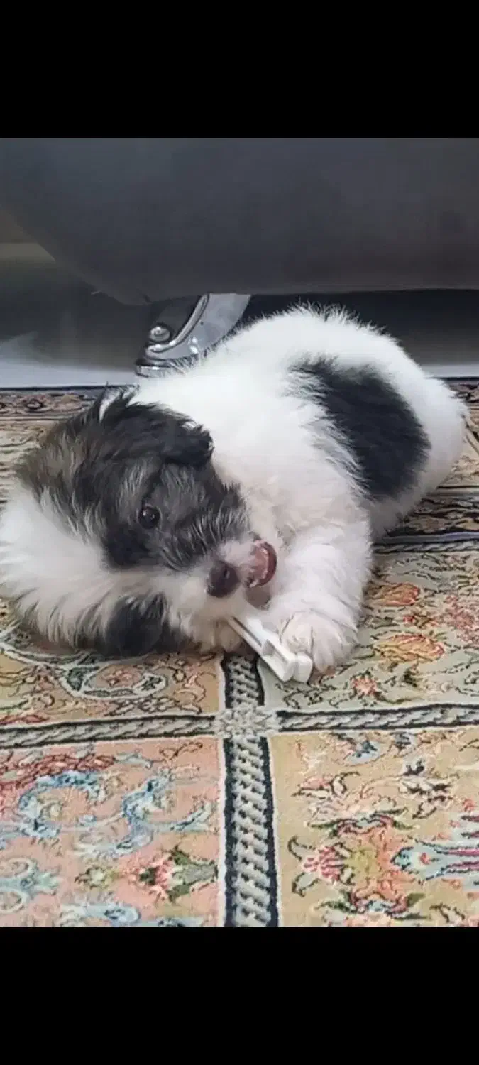 واگذاری شیتزو آموزش دیده واکسن زده با وسایل|سگ|بندرعباس, |دیوار