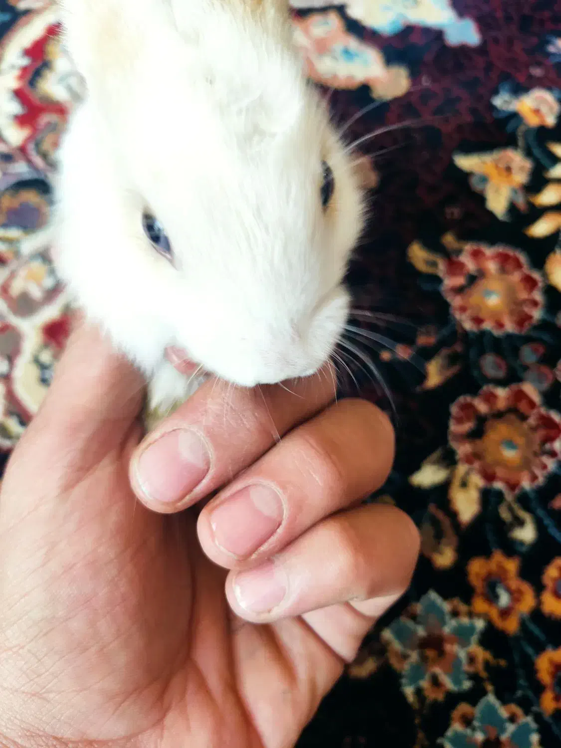 خرگوش|موش و خرگوش|مرودشت, فاز دوم شهرک فرهنگیان|دیوار