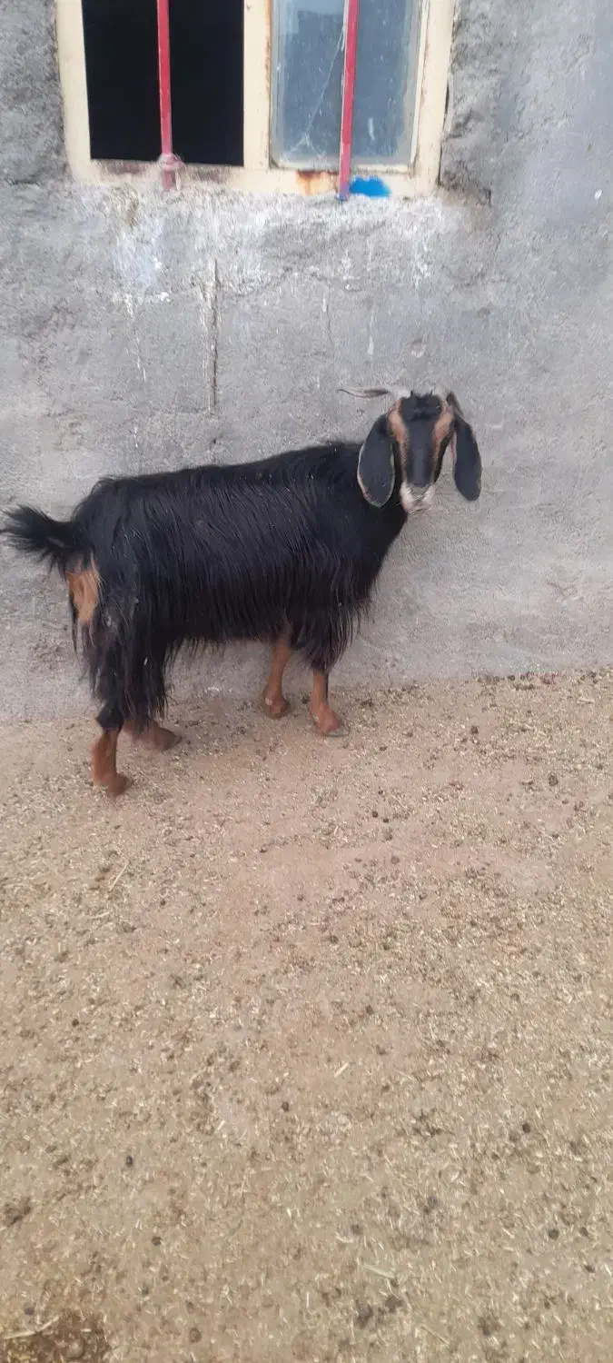 بز‌ماده|حیوانات مزرعه|بجنورد, |دیوار