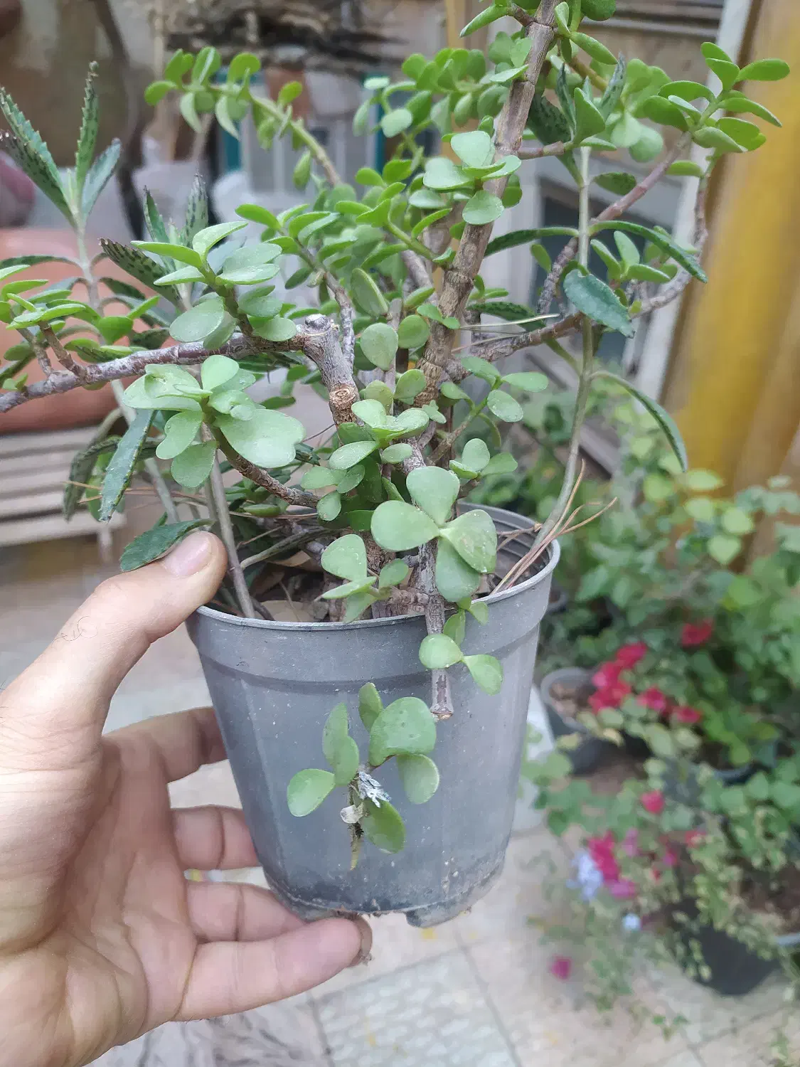 باغستان رز|گل و گیاه طبیعی|کاشان, فاز ۱ ناجی آباد|دیوار