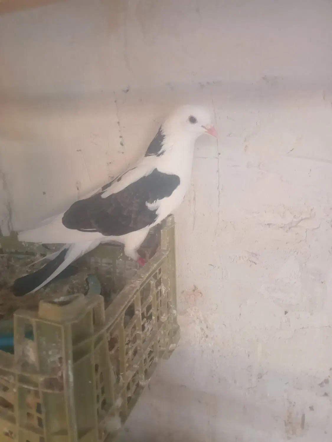 کبوتر|پرنده|ماکو, |دیوار