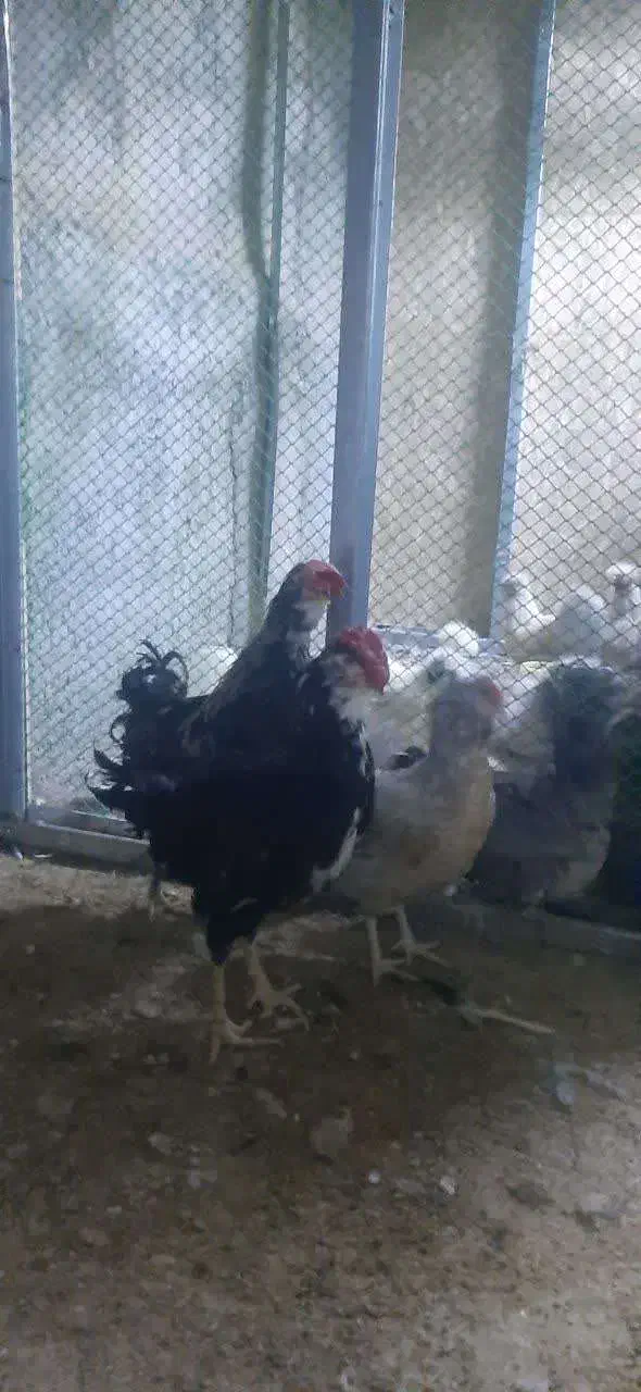 جوجه و تخم نطفه دار گلین|حیوانات مزرعه|ری, ولی آباد|دیوار