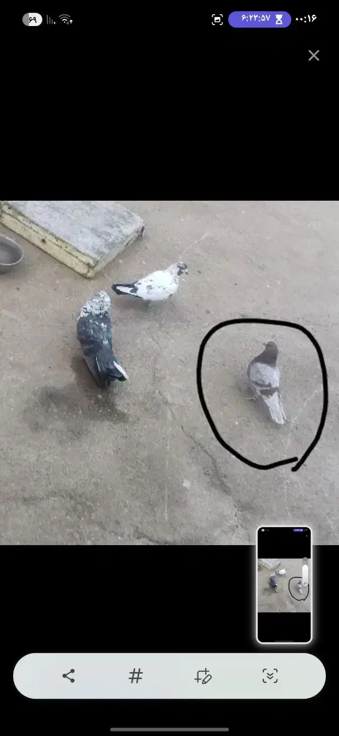 کبوترکفتر|حیوانات|نهاوند, |دیوار