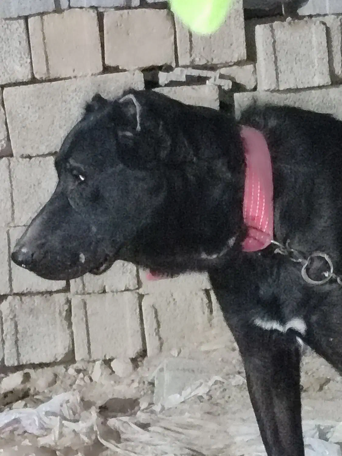 باسلام سگ دوساله همه چیز تمام به فروش میرسد|سگ|شبانکاره, |دیوار