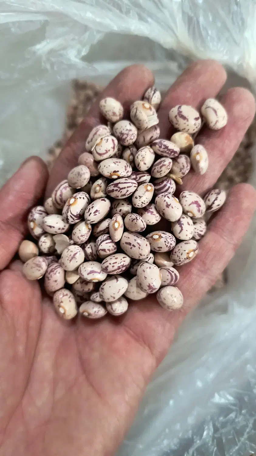 لوبیا چیتی تحویل درب منزل|خوردنی و آشامیدنی|شیراز, بازار|دیوار