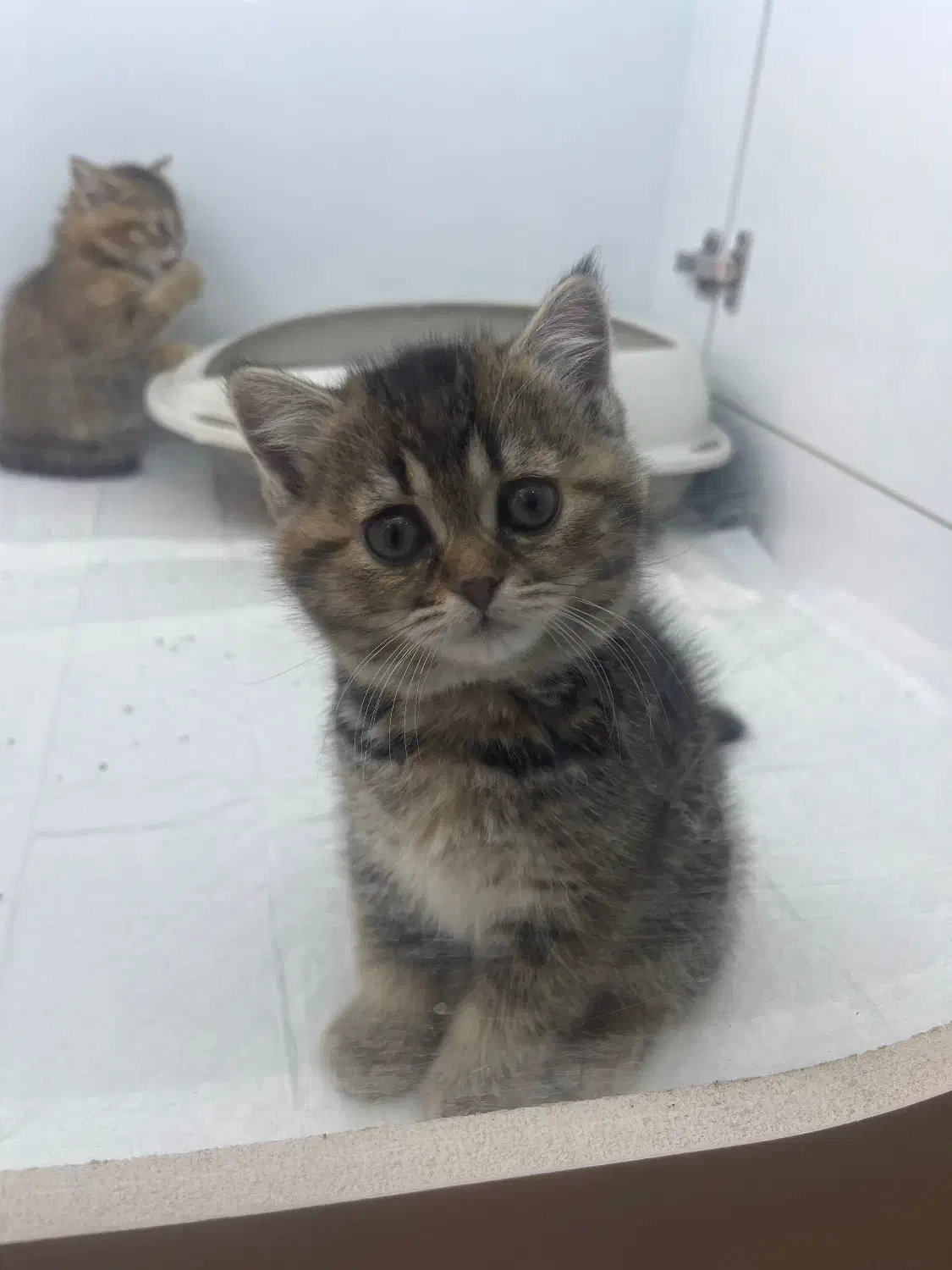 بریتیش گلد|گربه|اهواز, کیانپارس |دیوار