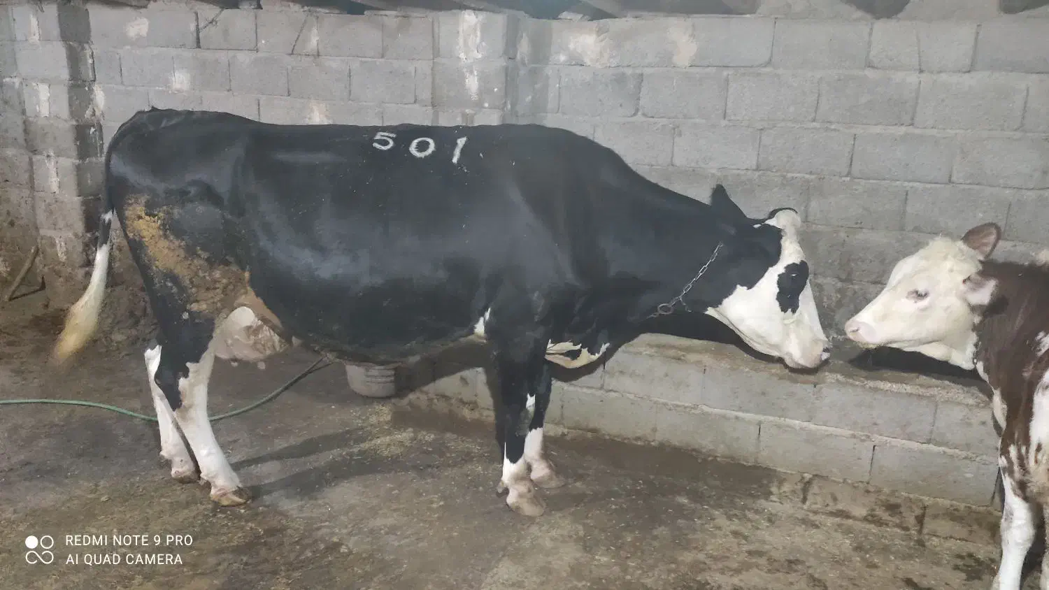 مایل به معاوضه نیستم|حیوانات مزرعه|جیرنده, |دیوار