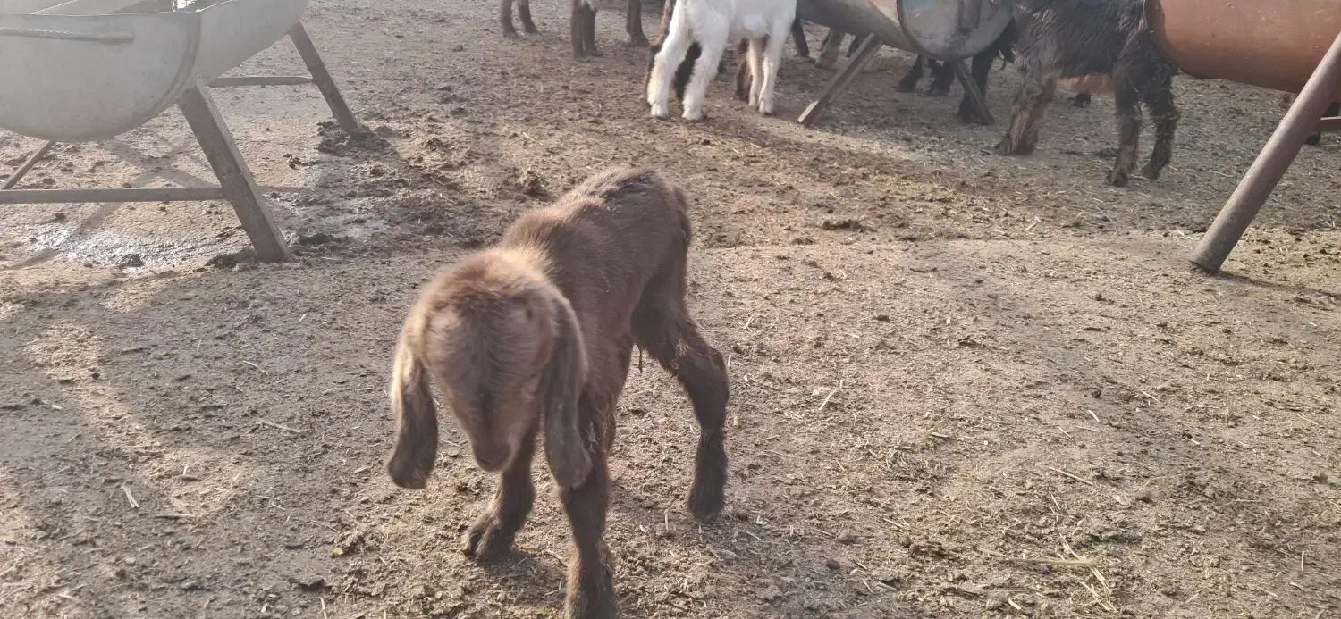 بز  شیری|حیوانات مزرعه|بندر ماهشهر, |دیوار