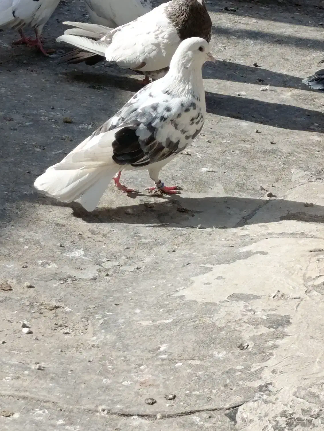 کفتر همه چی تموم|پرنده|مشکین‌دشت, |دیوار