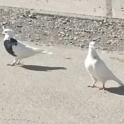 کبوتر طوقی|پرنده|فولادشهر, B5|دیوار