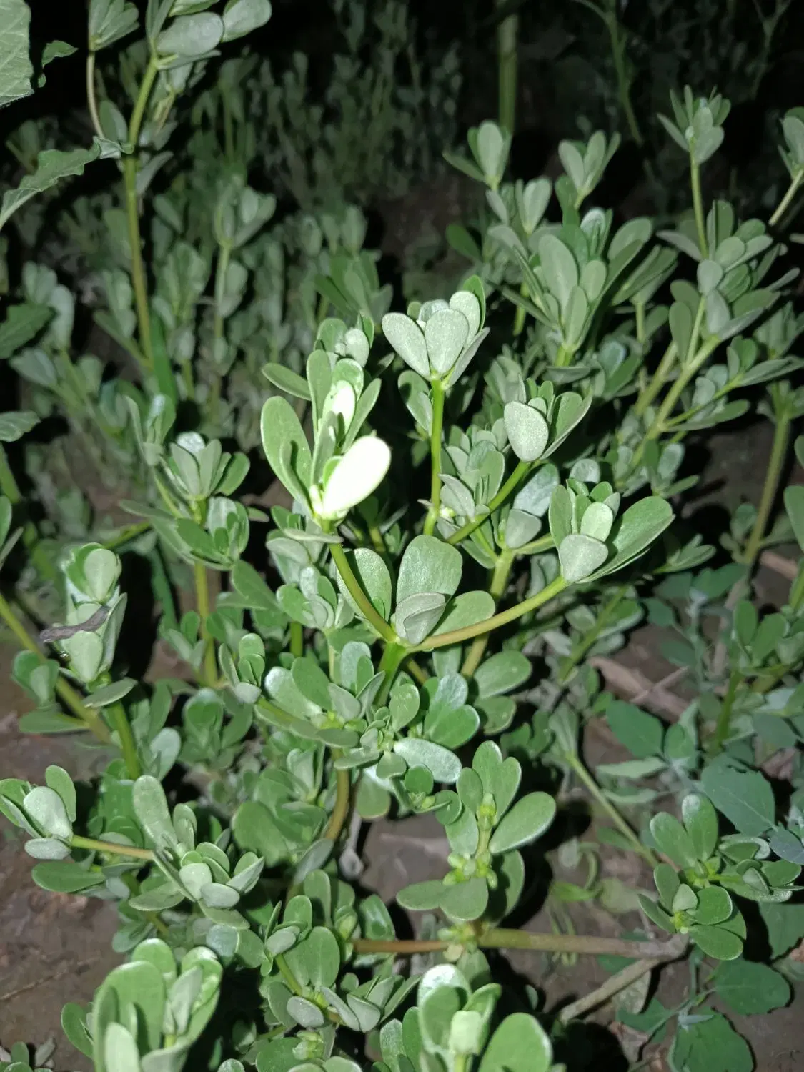 خرفه|خوردنی و آشامیدنی|ارومیه, |دیوار