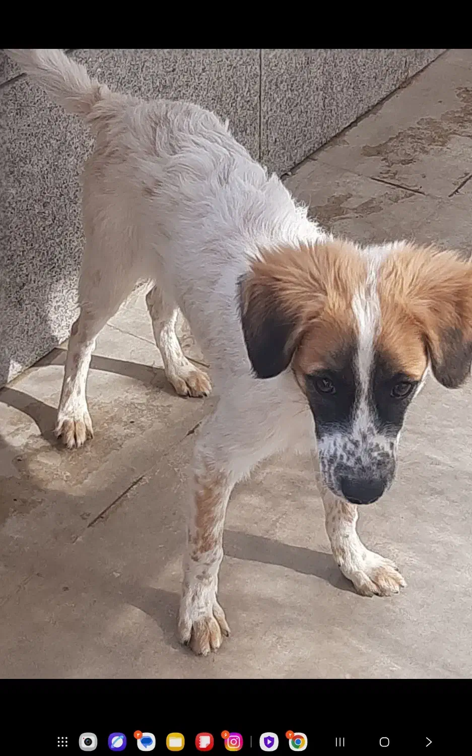 اگذاری سگ|سگ|صدرا-فارس, فاز ۱|دیوار