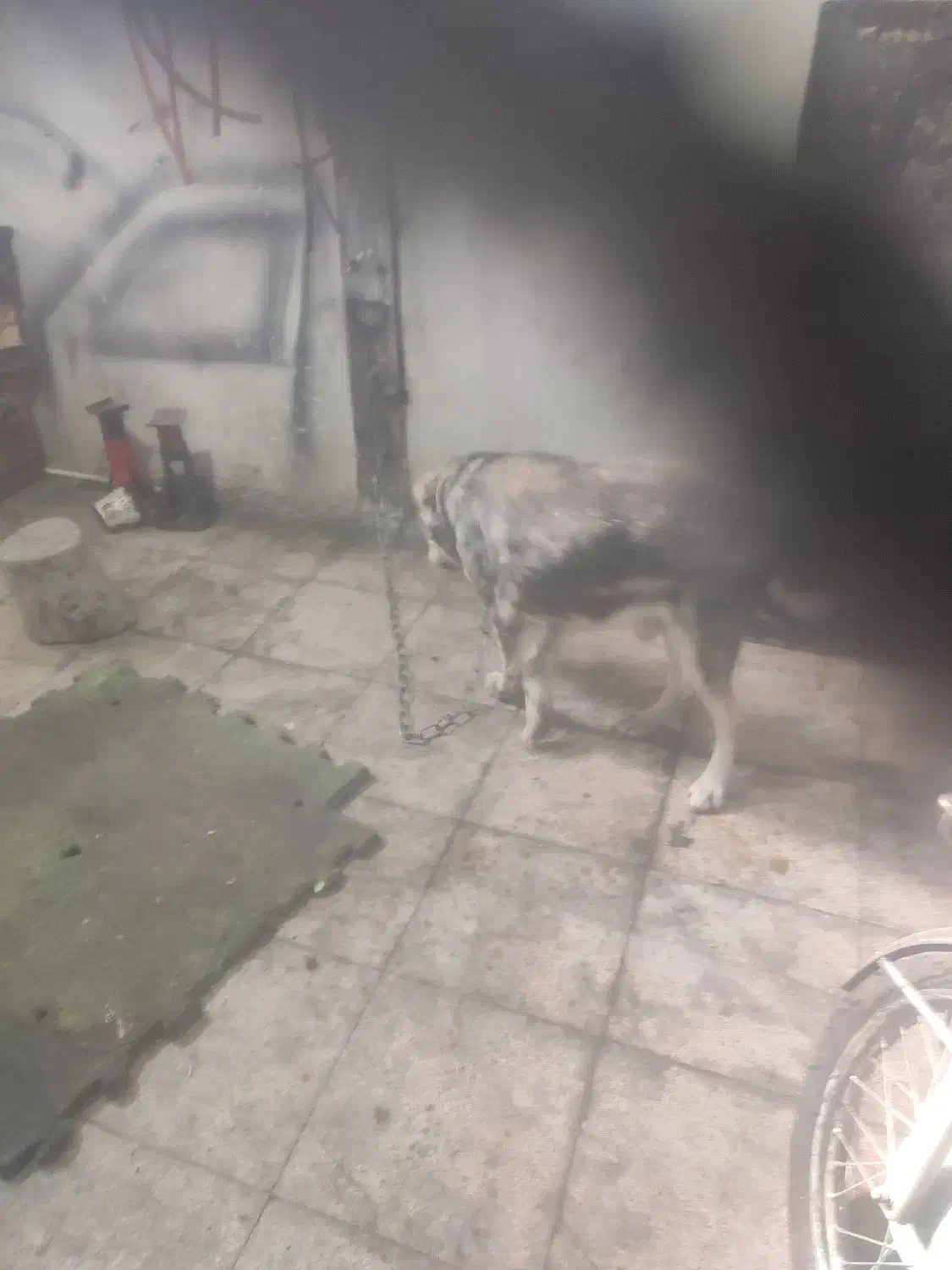 سگ کله ای ونکهبان افغان معاوضه درخدمتیم|سگ|بومهن, |دیوار