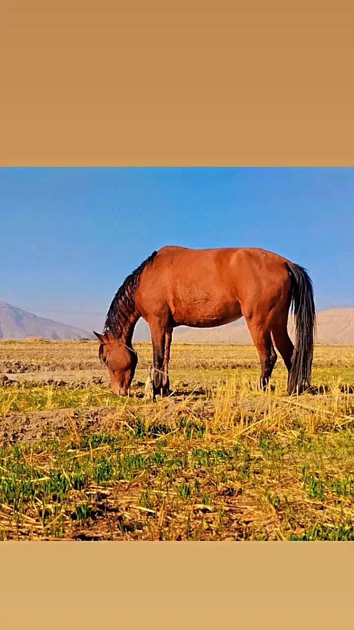 اسب مادیان|اسب و تجهیزات اسبسواری|مرودشت, رامجرد یک|دیوار