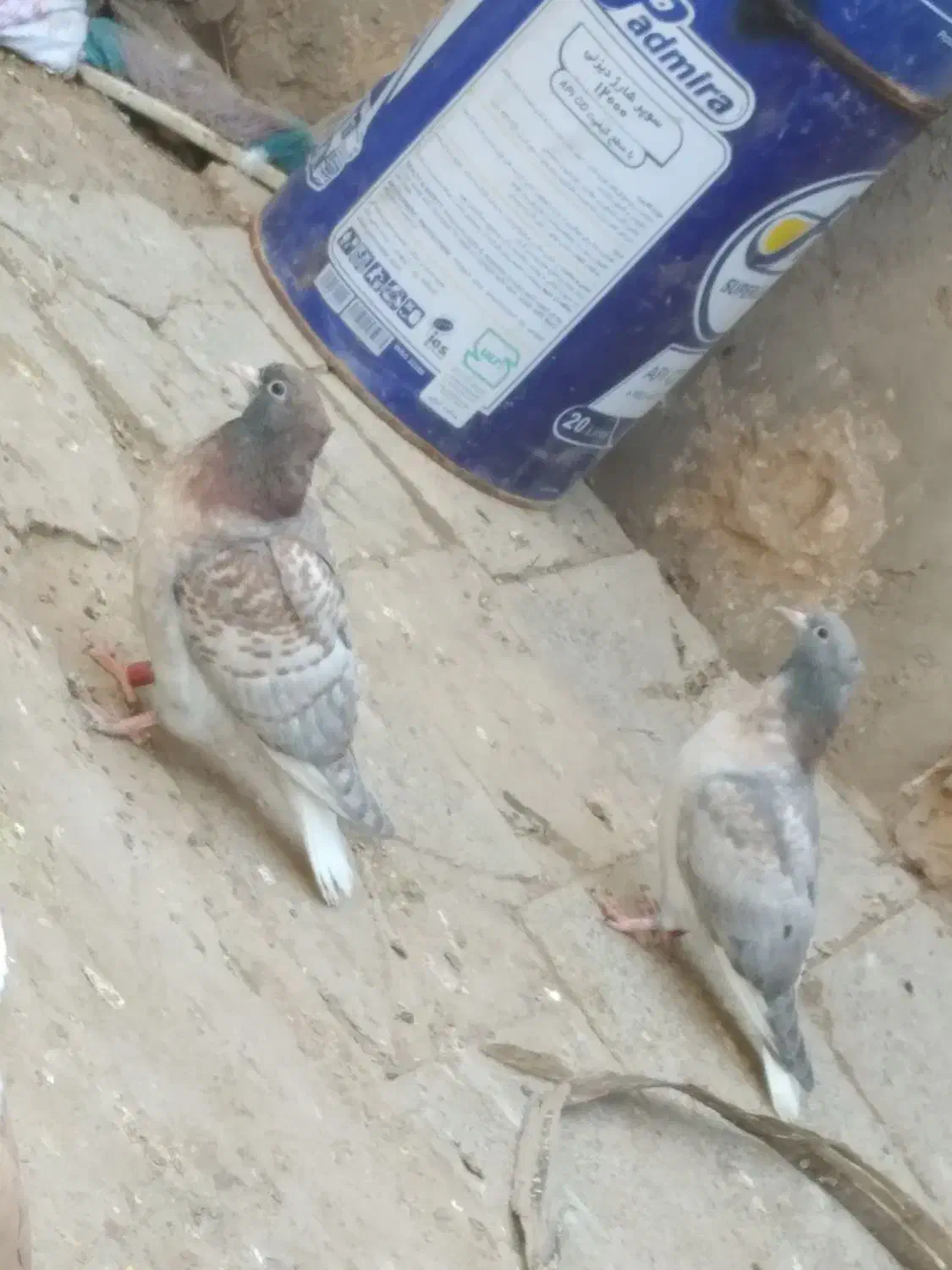 جفت جوجه سور دمسفید یا هفت رنگ دمسفید خوشگل|پرنده|کرمان, |دیوار