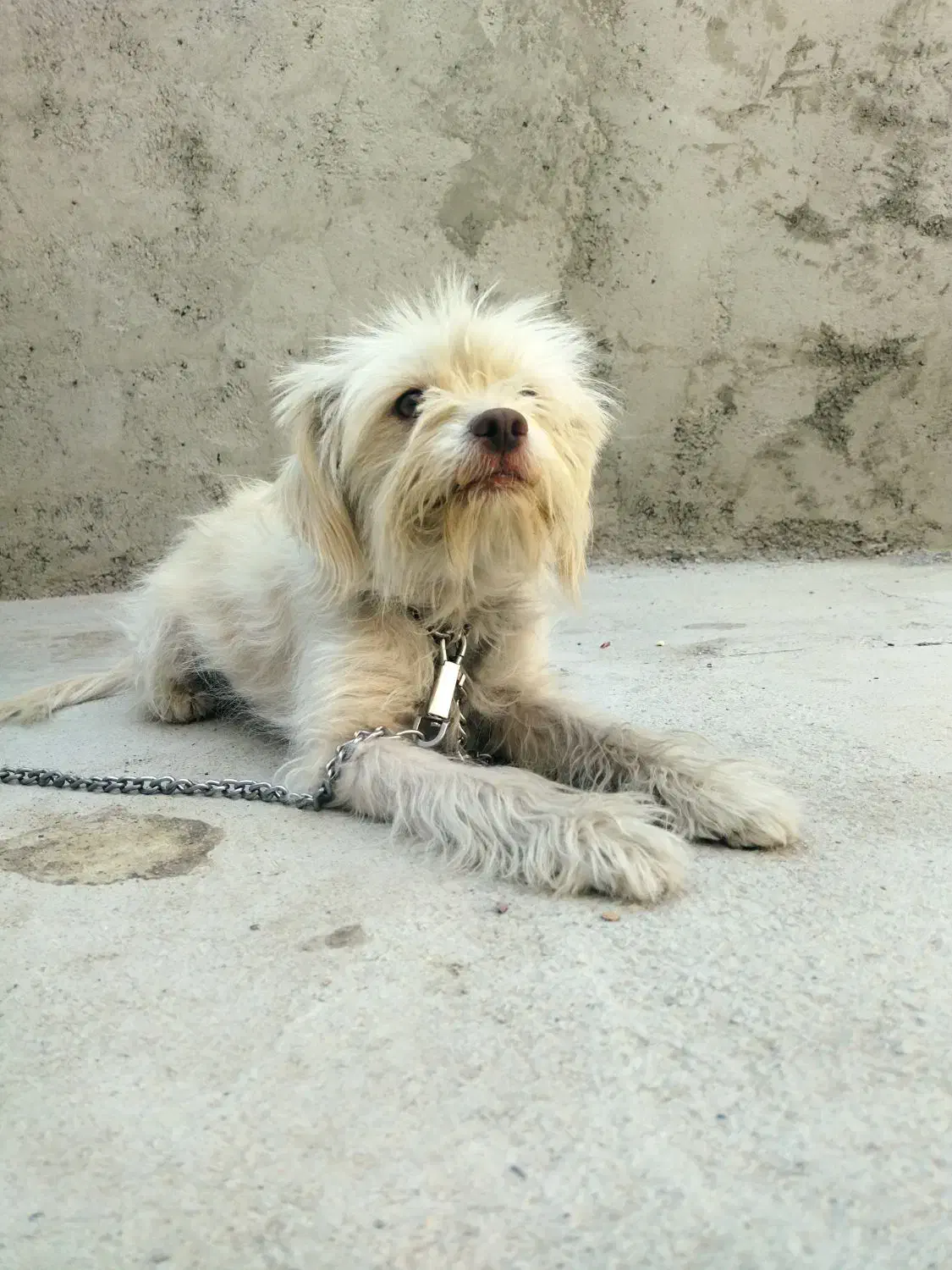 سگ شیتزو. پاپی|سگ|خمینی‌شهر, |دیوار