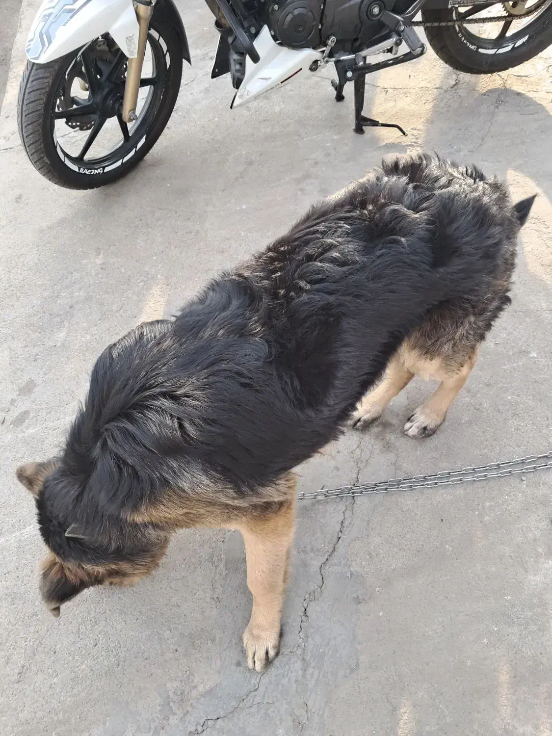 سگ ۷ ماه|سگ|فردیس, سرحدی|دیوار