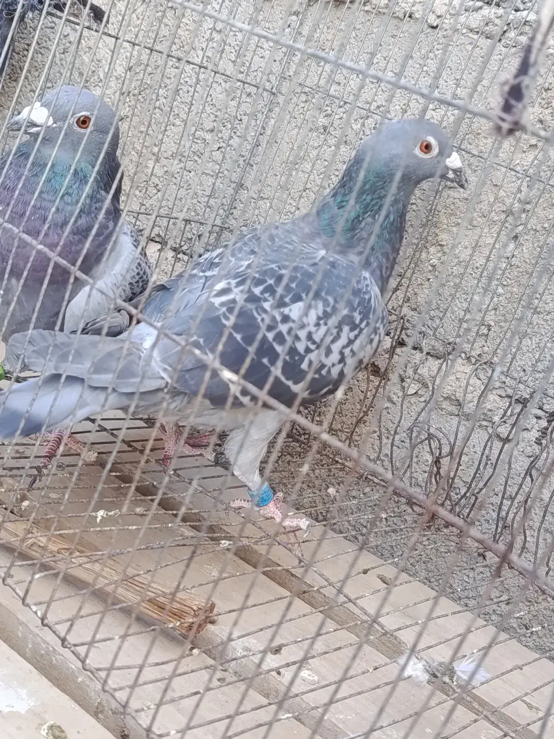 کبوتر|پرنده|خاش, |دیوار