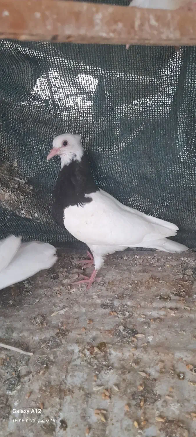 کفتر طوقی|پرنده|میناب, |دیوار