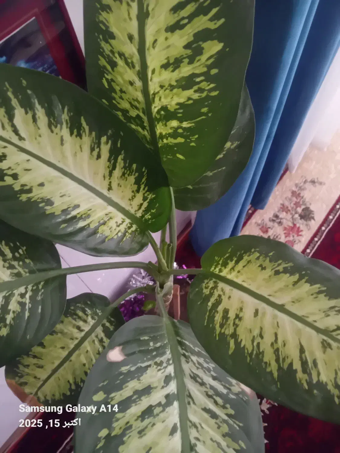 گل آپارتمانی و ویلایی|گل و گیاه طبیعی|بناب, |دیوار