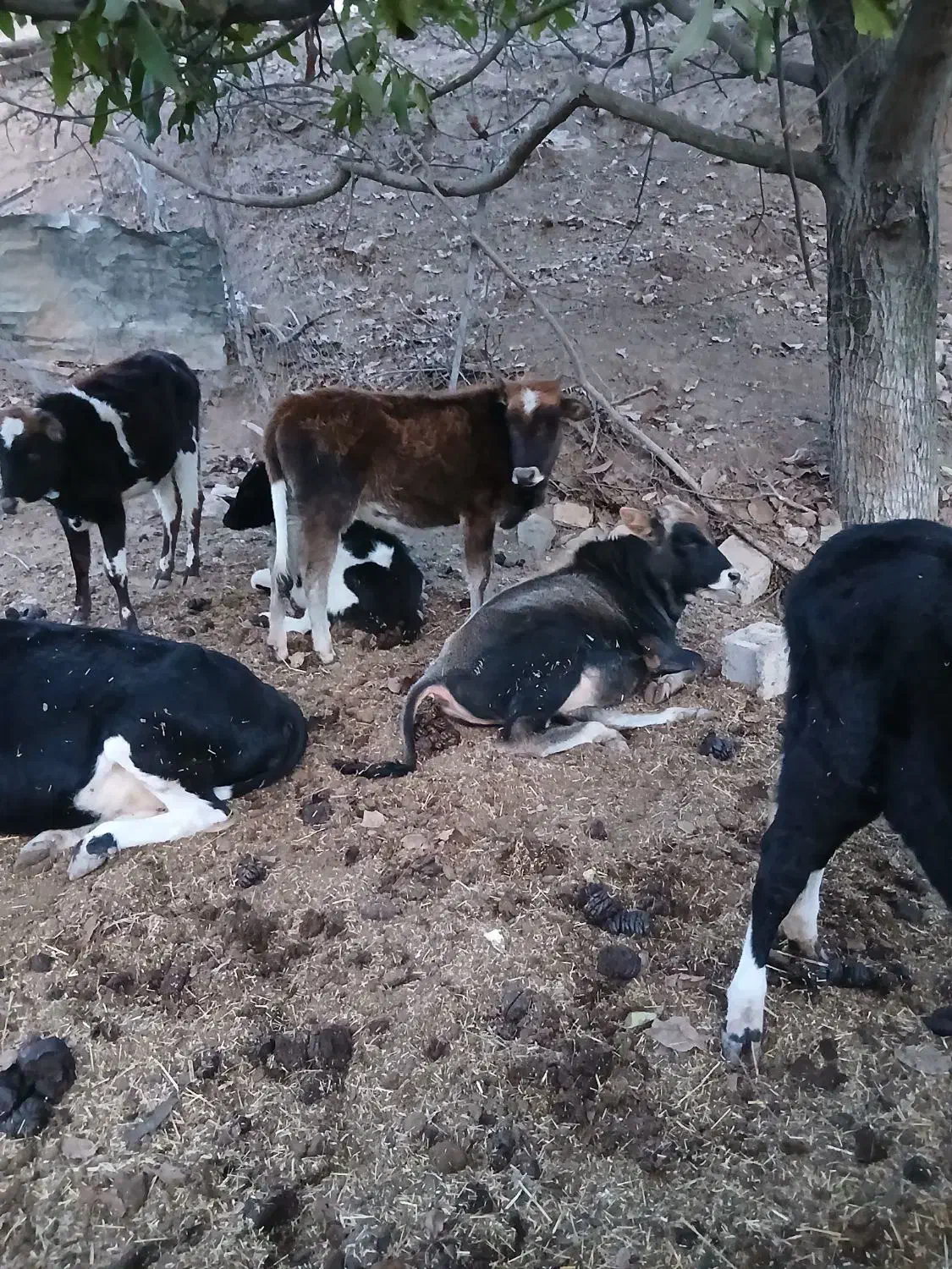 گوساله|حیوانات مزرعه|رودبار, |دیوار