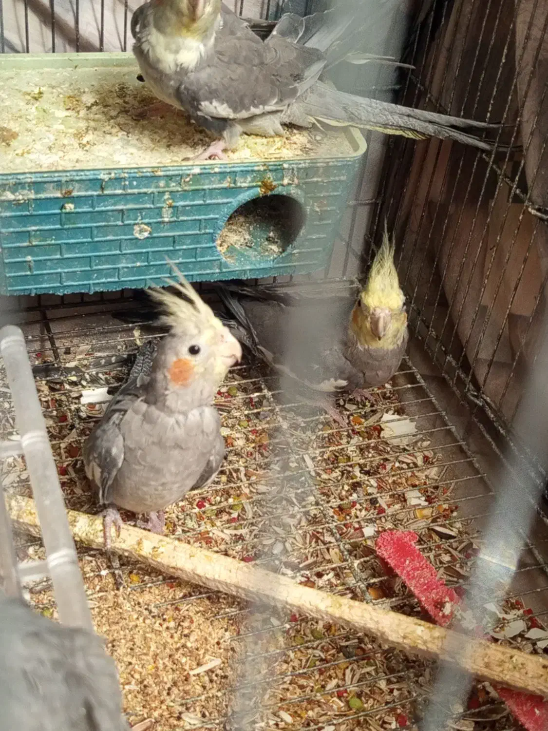 عروس هلندی|پرنده|ساوه, |دیوار