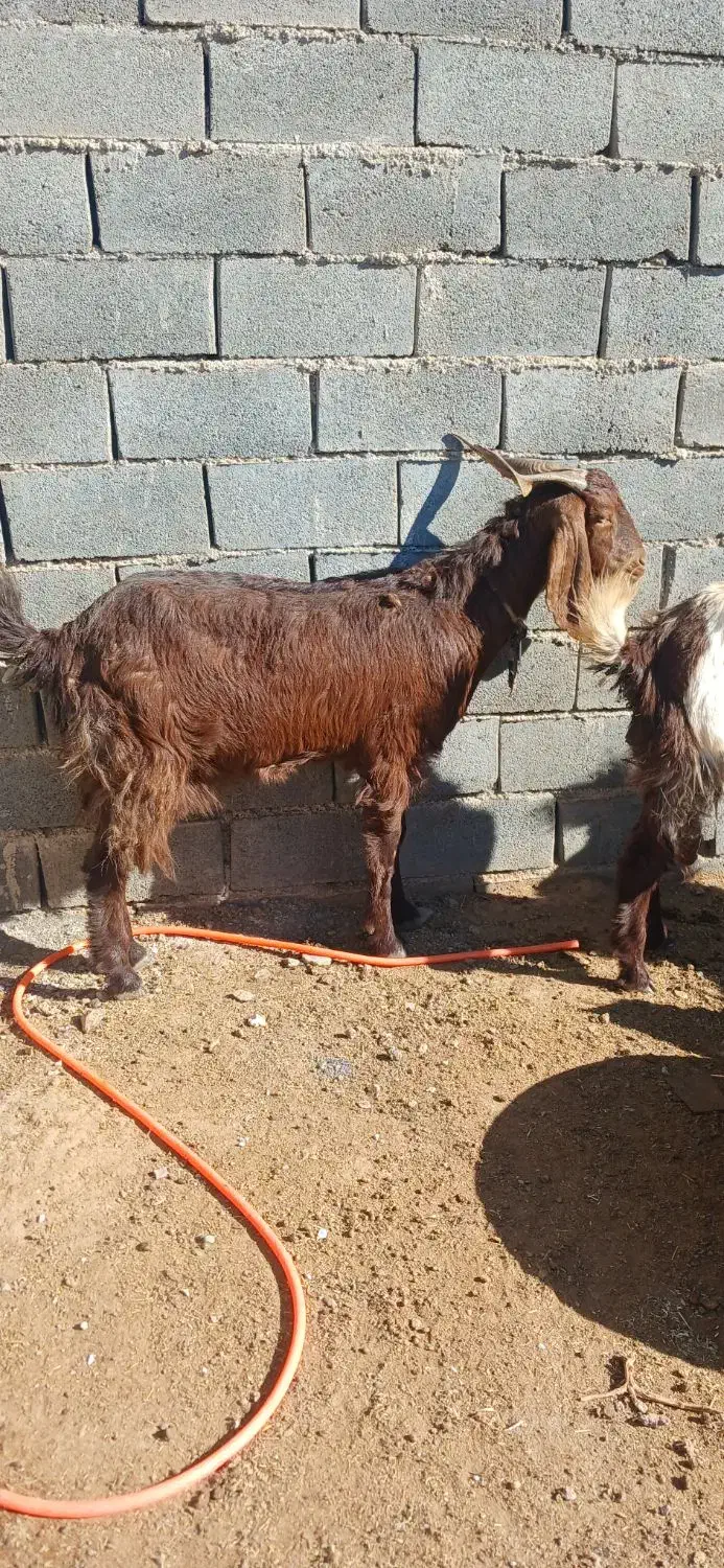 تعدادسه عددبززاییده بفروش میرسد|حیوانات مزرعه|تربت جام, عیدی آباد|دیوار