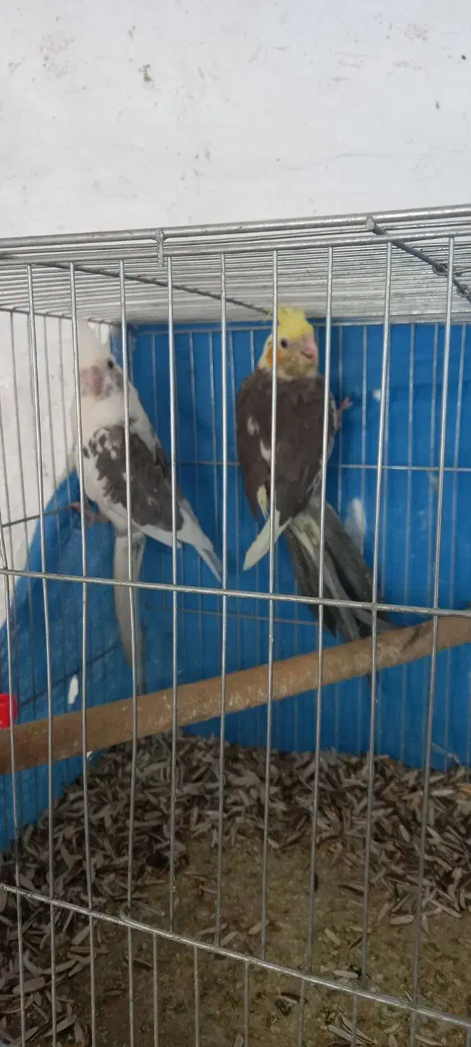 معاوظه عروس باقناری|پرنده|برخوار, |دیوار