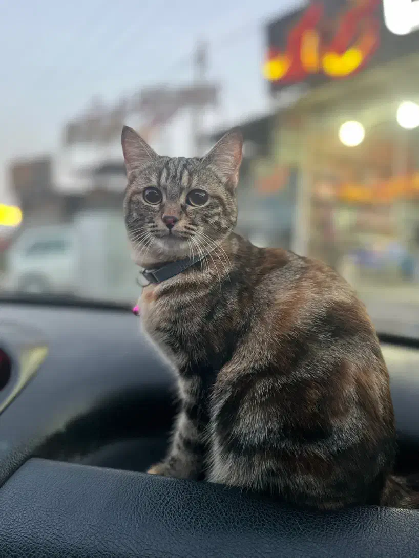 گربه گمشده|گربه|یزد, |دیوار