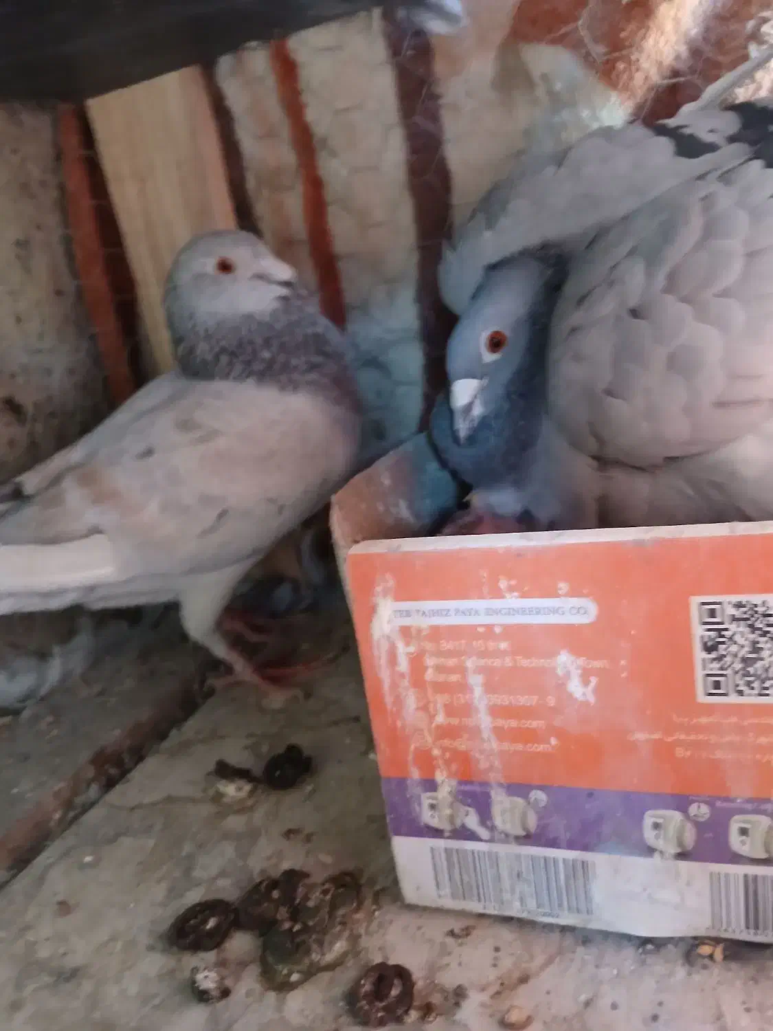 یه جفت پلاکی نر ماده|پرنده|خمینی‌شهر, |دیوار