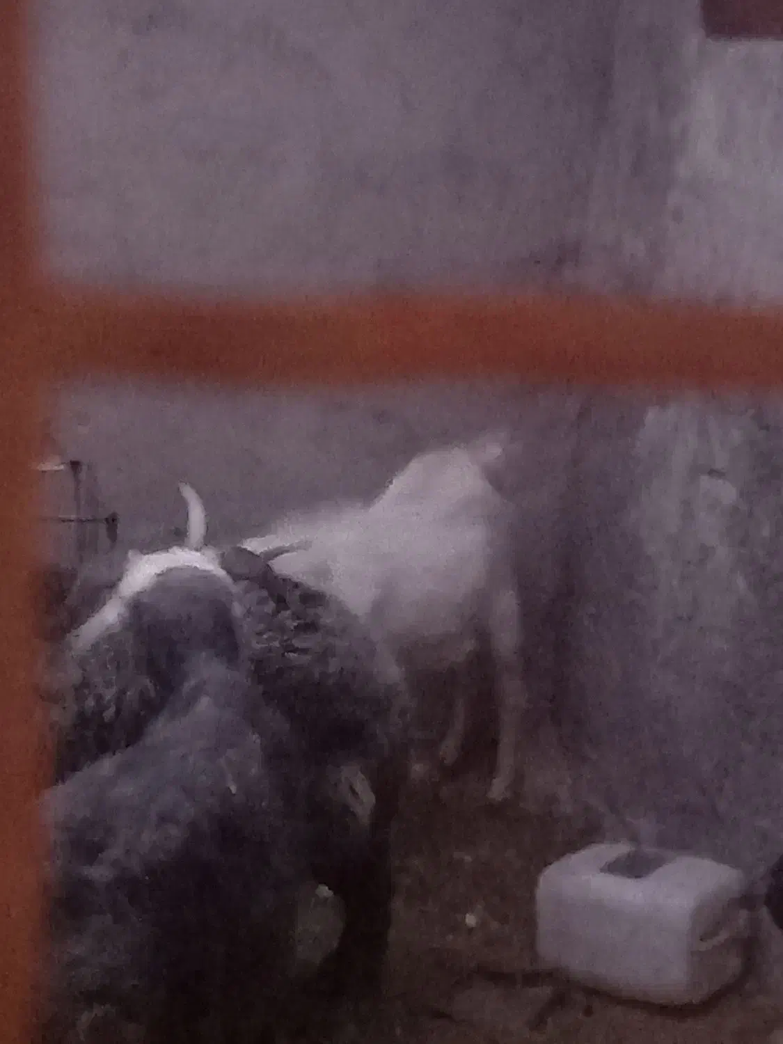 کره نر سانن|حیوانات مزرعه|کرمان, |دیوار