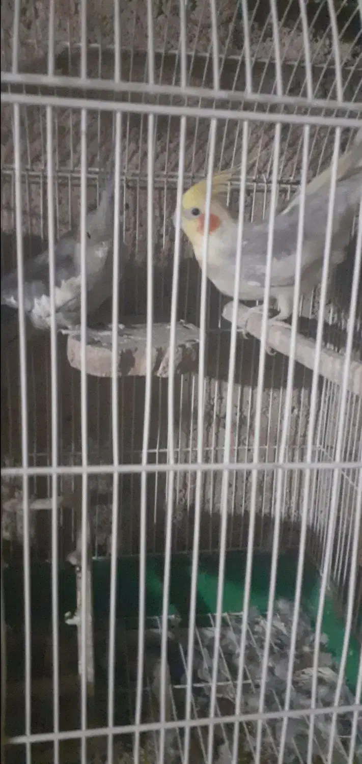 عروس و مرغ عشق|پرنده|بدره, |دیوار