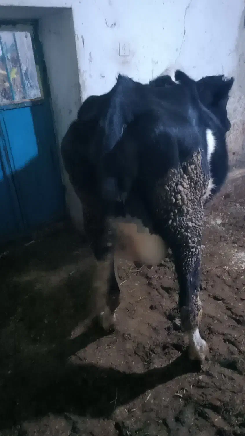 گاو شیری|حیوانات مزرعه|زنجانرود, |دیوار