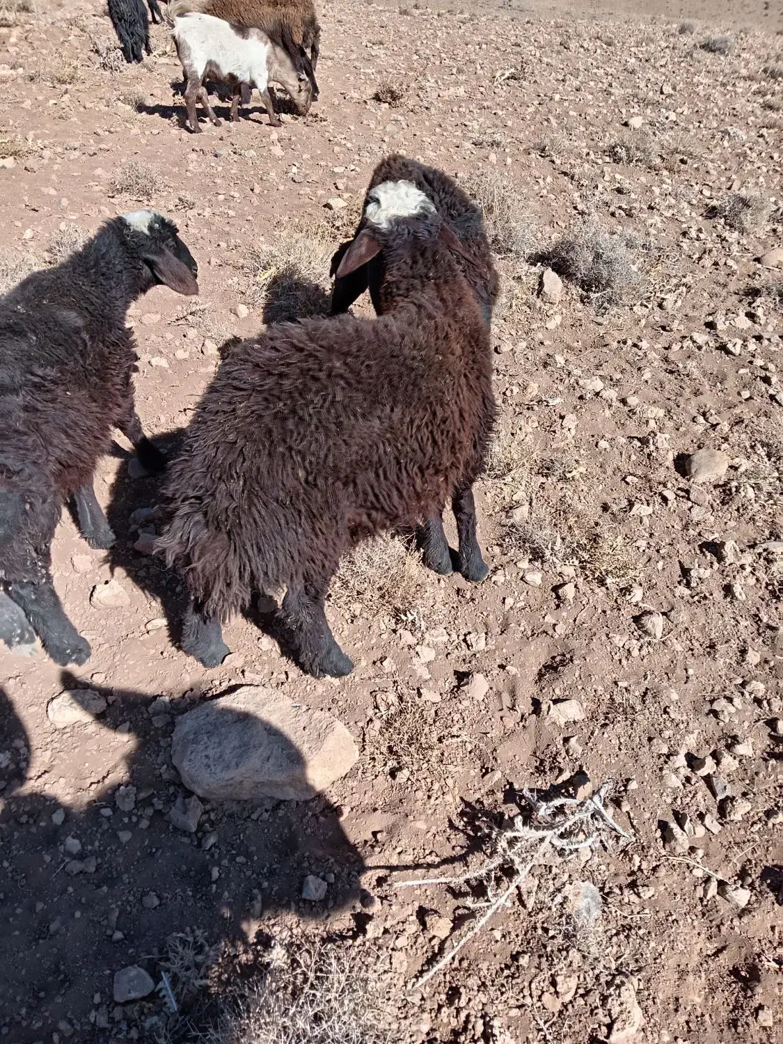 بره نر افشار ی|حیوانات مزرعه|داران, |دیوار