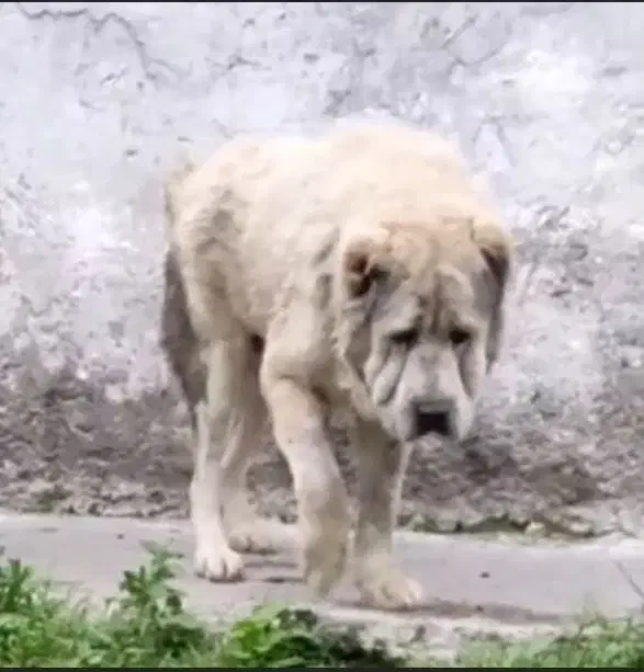 آلابای روسی شیش دانگ|سگ|تهران, آشتیانی|دیوار