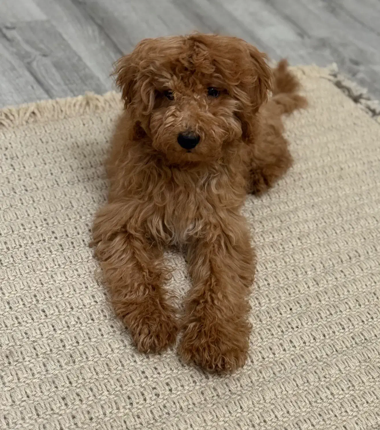 حیوانات|سگ|رشت, گلسار|دیوار