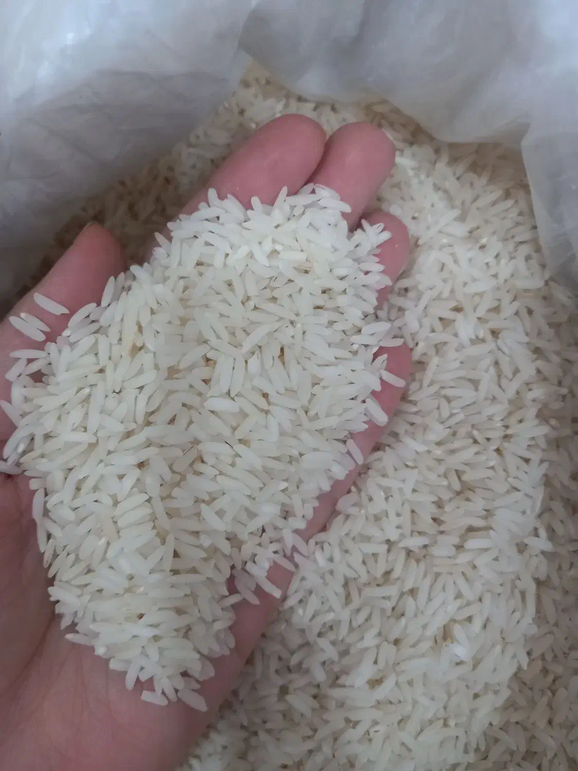 برنج سالم دانه هاشمی درجه یک|خوردنی و آشامیدنی|قرچک, میرزائی شمالی|دیوار