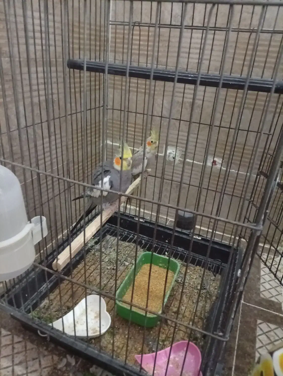 طوطی پاریس جفت|پرنده|چمران, |دیوار