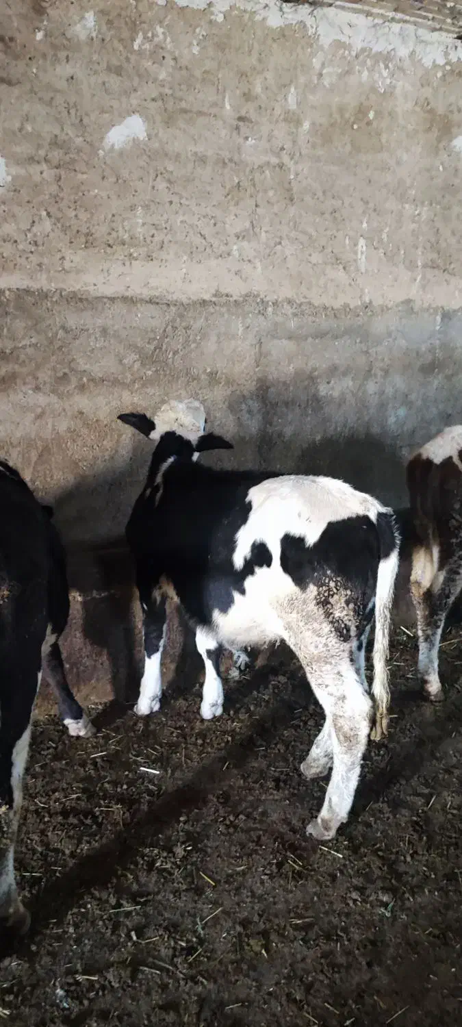 فروش گوساله سمینتال|حیوانات مزرعه|بستان آباد, |دیوار