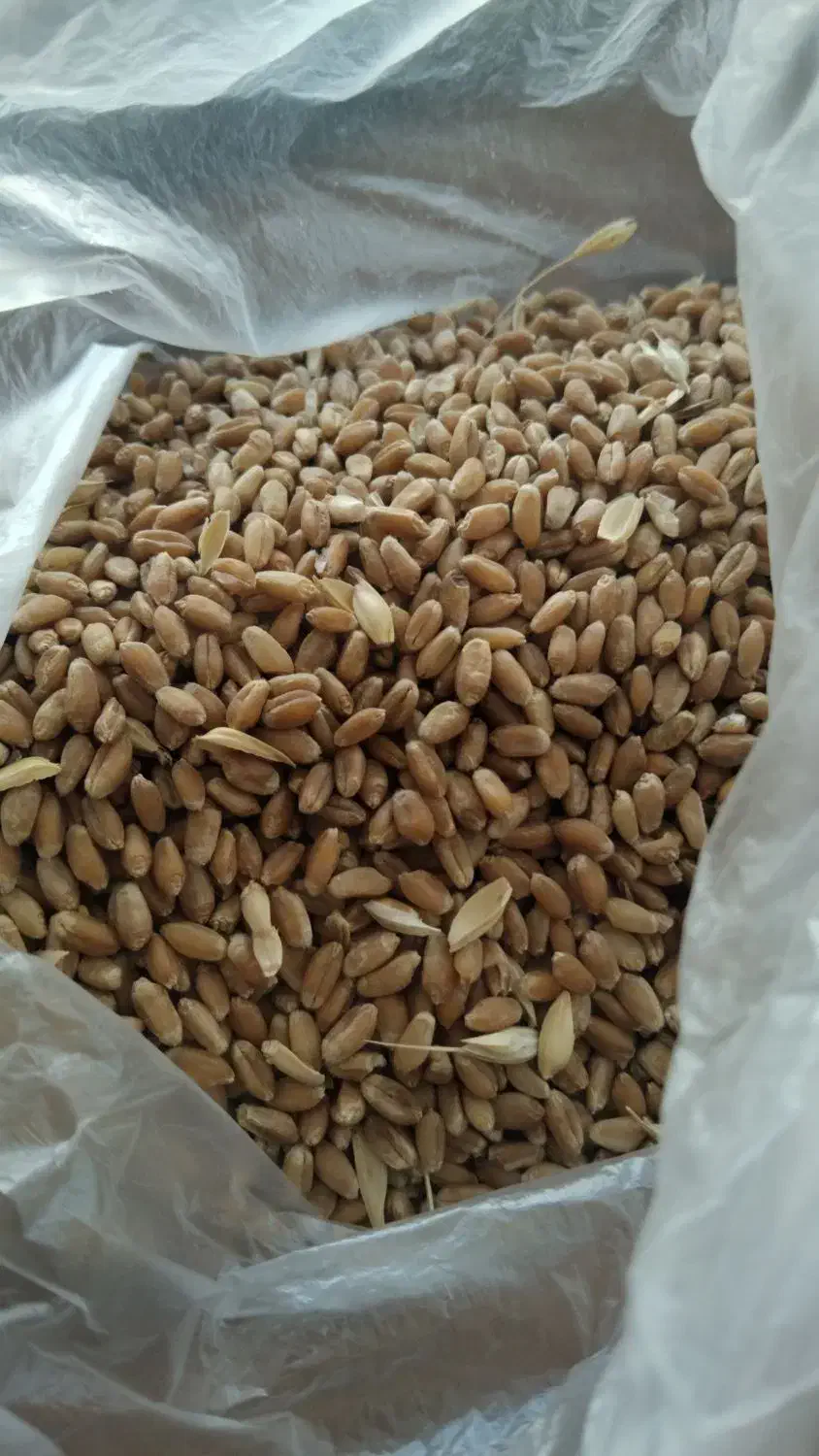 انواع بذر گندم موجود هست|گل و گیاه طبیعی|آق قلا, |دیوار