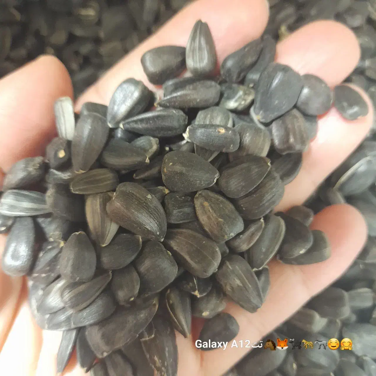 تخمه سیاه روغنی|خوردنی و آشامیدنی|شاهرود, |دیوار